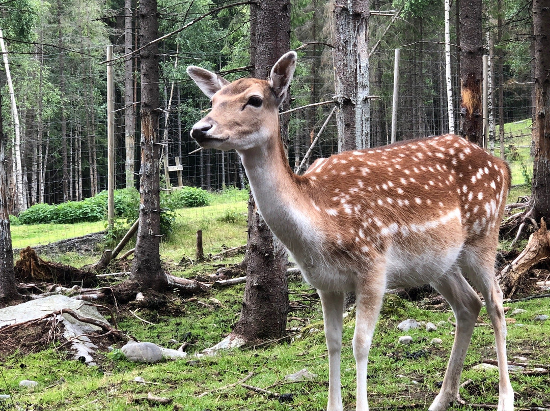 Barnas Gard Hunderfossen /Kid's farm Hunderfossen-Faberg必去景点