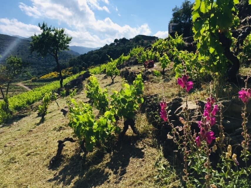 Domaine Claire Mayol景点图片