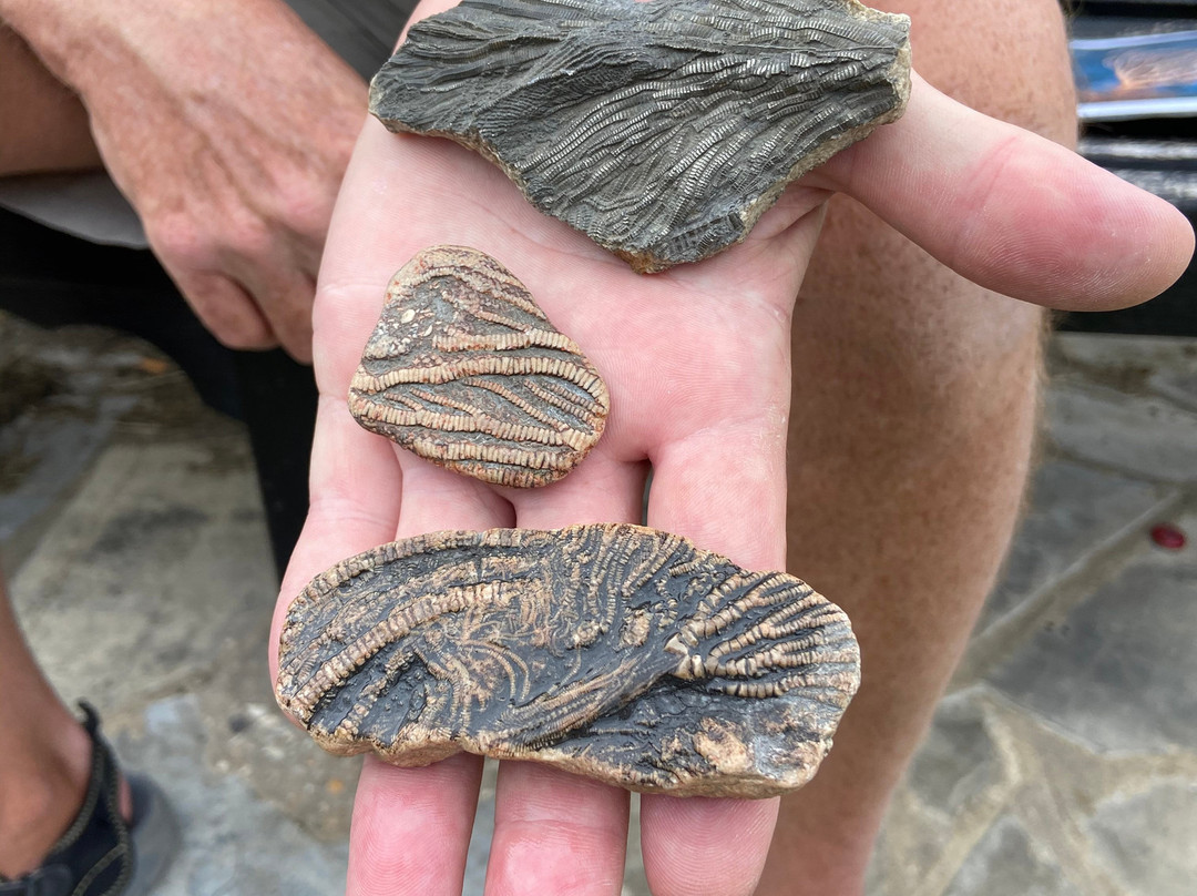 Fossilwalks景点图片