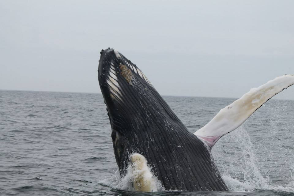 Freeport Whale & Seabird Tours景点图片