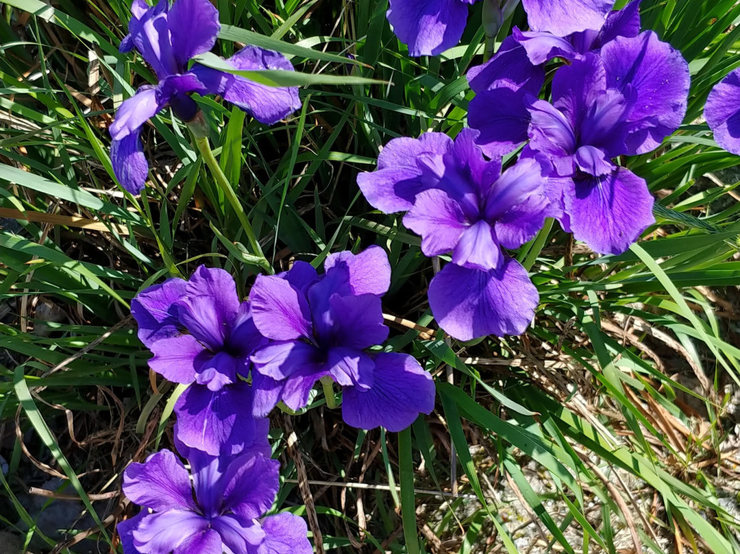 Beausejour Daylily Gardens-Beausejour必去景点