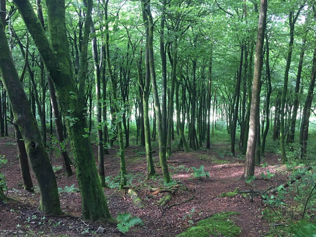 Beacon Hill Woods-Shepton Mallet必去景点
