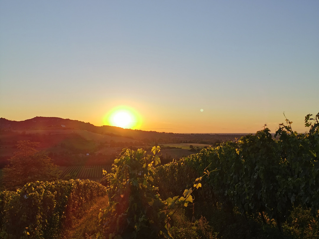 Azienda Agricola Botti di Bovina Fabio景点图片