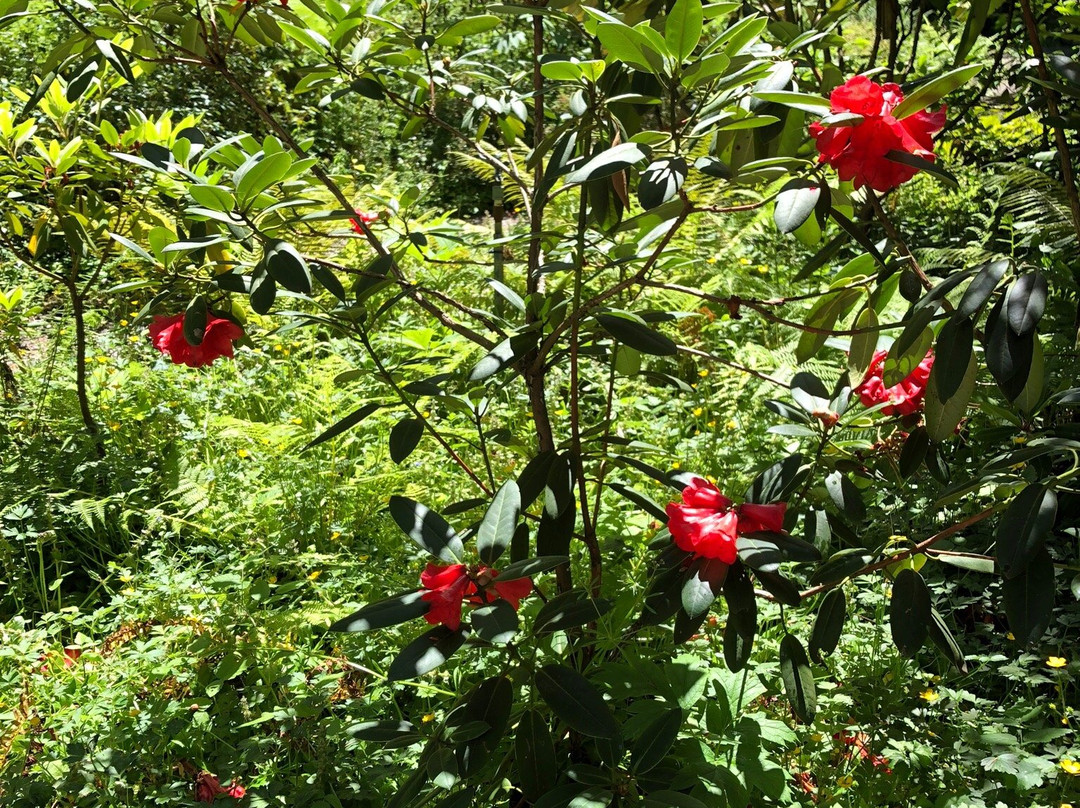 Rhododendron Species Botanical Garden-费德勒尔韦必去景点