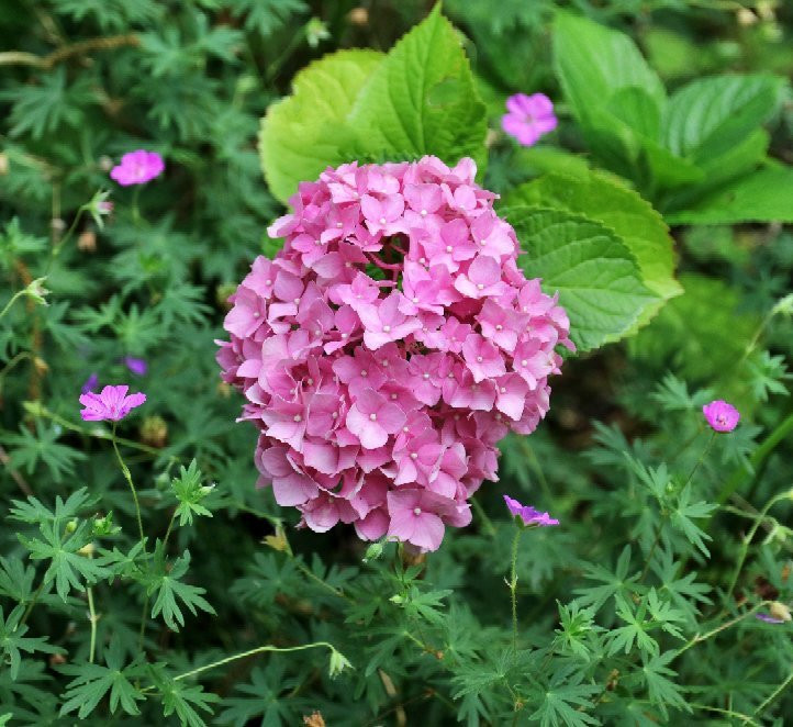 Jensen Botanical Garden-Carmichael必去景点