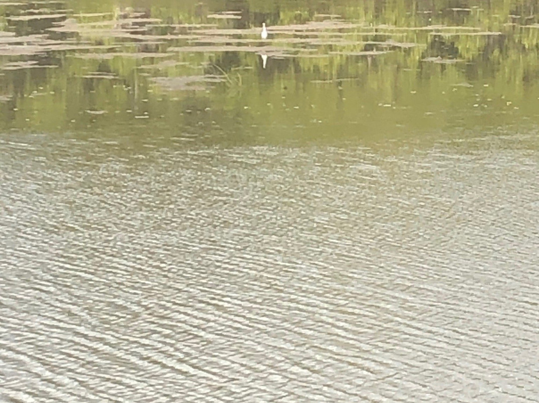 Tinchi Tamba Wetlands景点图片