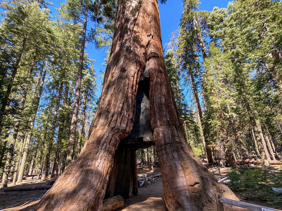 California Tunnel Tree-优胜美地国家公园必去景点