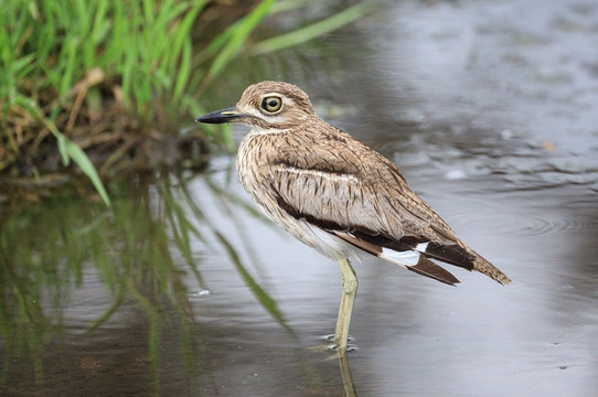 Rhythm Africa Tours and Safaris-白河必去景点