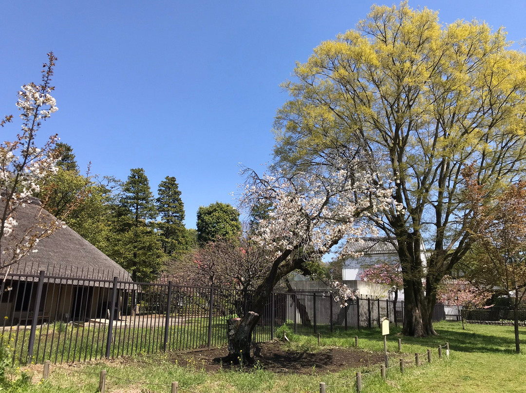 Tokyo Metropolitan Koganei Park-小金井市必去景点