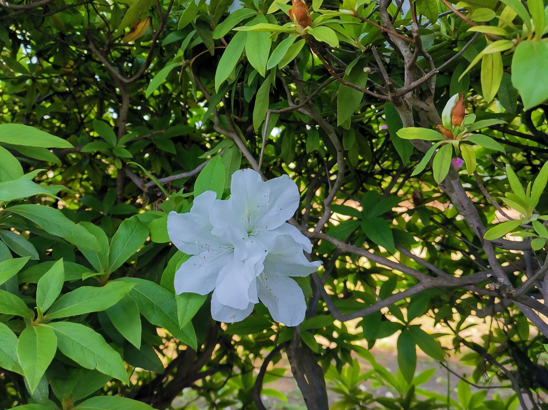 Tsukayama Park景点图片