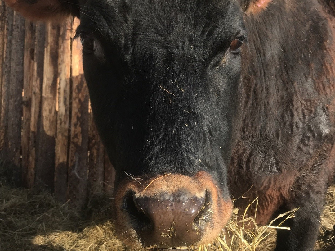 Sorbraten Farm-奥斯陆必去景点