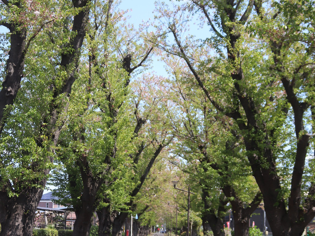 Noyamakita Park Bicycle Path-武藏村山市必去景点
