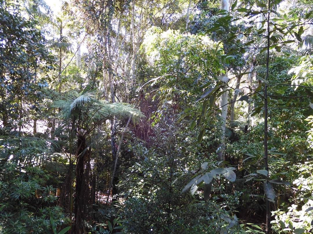 佩特斯雨林度假村主图
