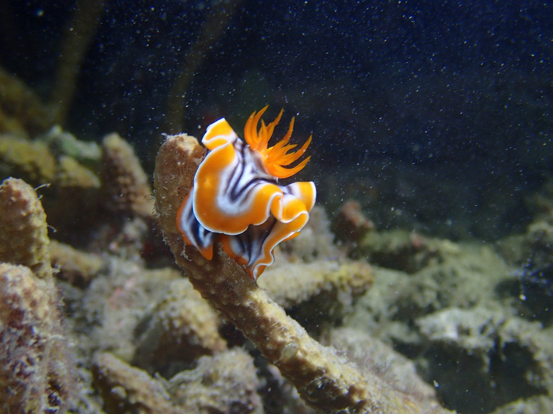 Blue Heaven Divers-刁曼岛必去景点