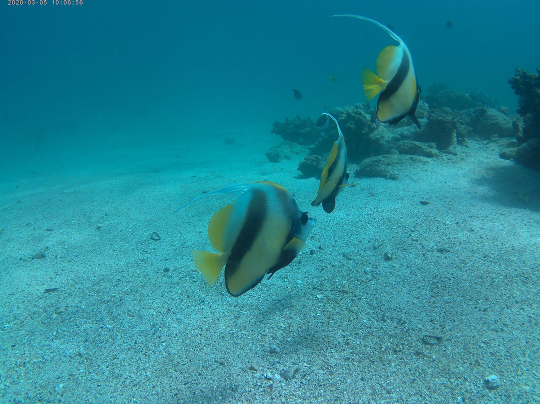 SUBEX El Quseir-艾尔可西利亚必去景点