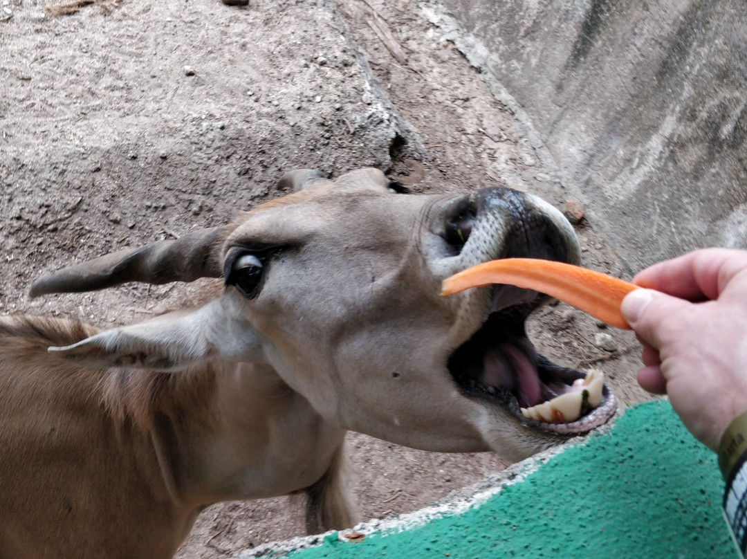 Zoologico de Vallarta景点图片