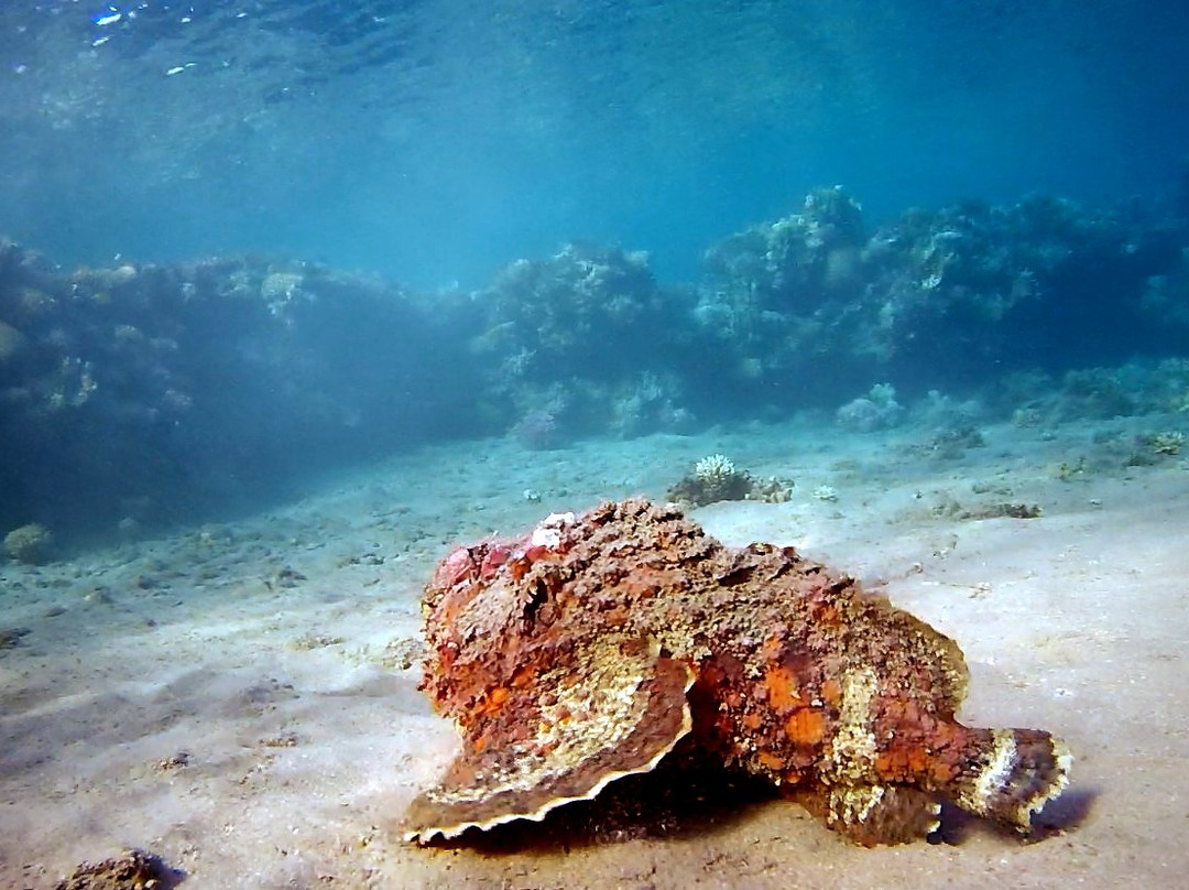 Coral Reefs-达哈卜必去景点