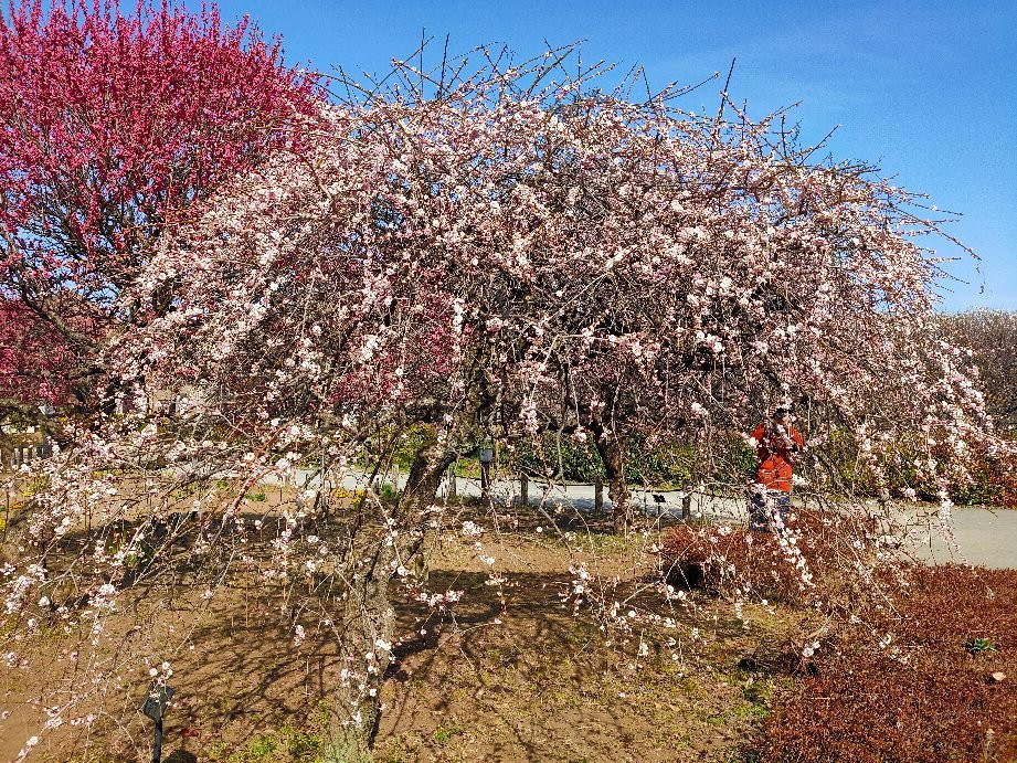 Koshigaya Bairin Park景点图片