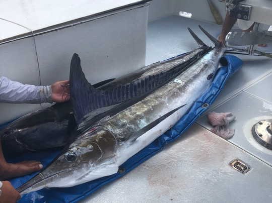 Magic Sport Fishing-火奴鲁鲁必去景点