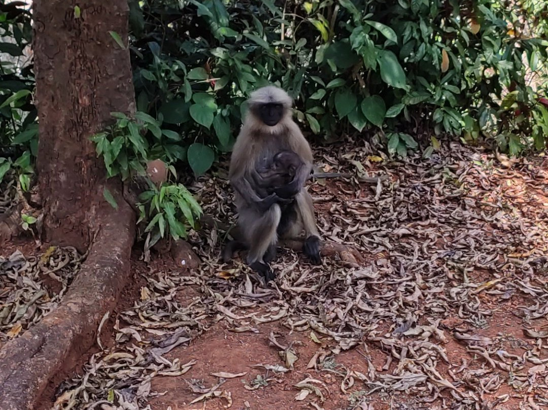 Bondla Wildlife Sanctuary景点图片