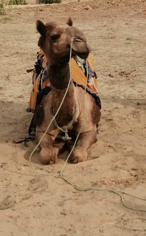 Damodra Desert Camp景点图片