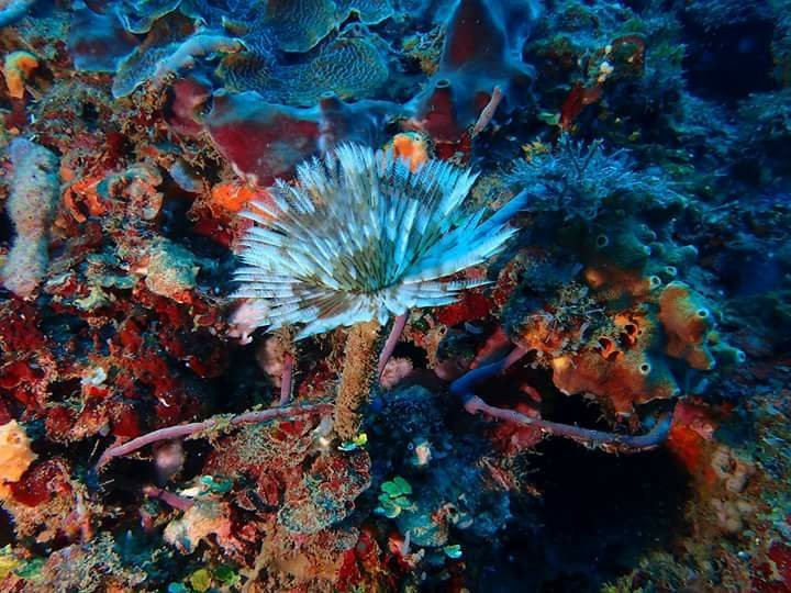 Panama Dive Adventure景点图片