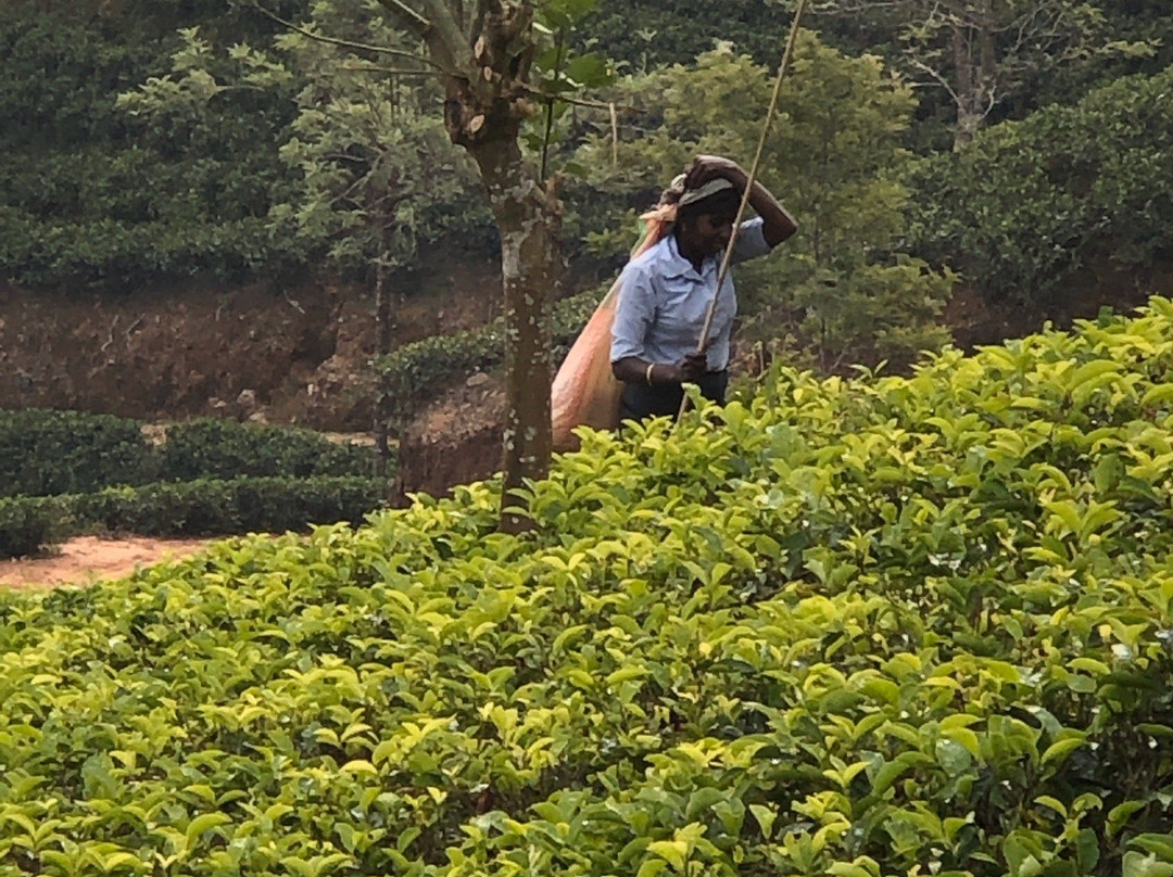 Claverton Cottage主图