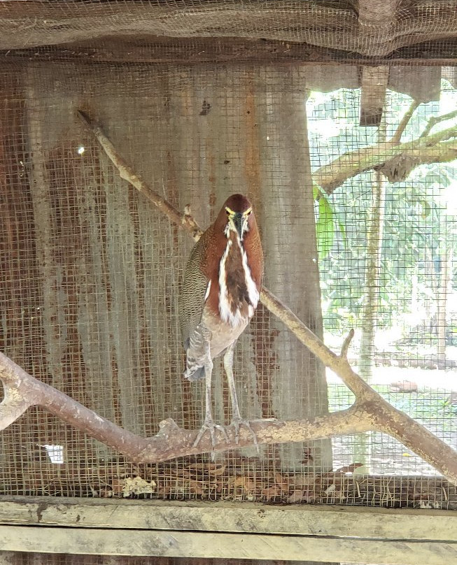 La Jungla Ecolodge-Pucallpa必去景点