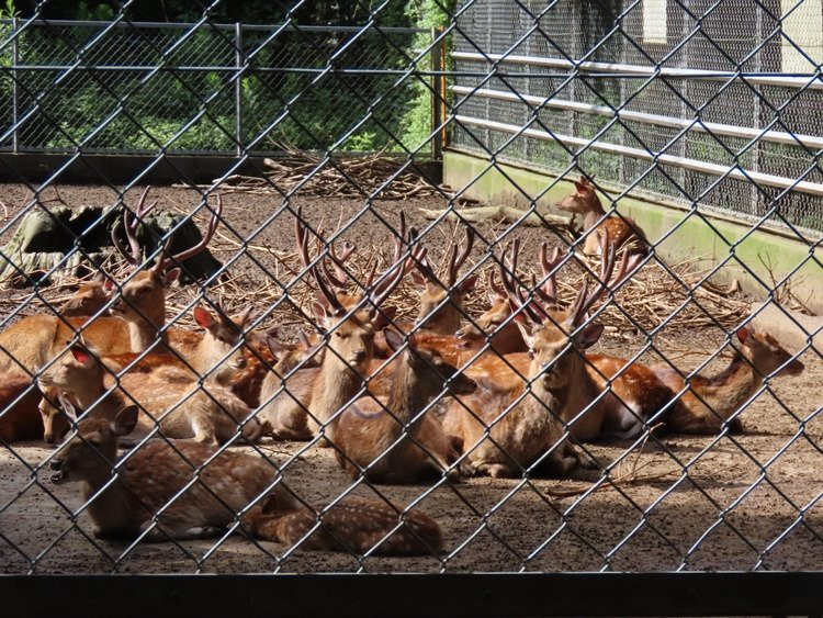 Kashima Jingu Kaen-鹿岛市必去景点