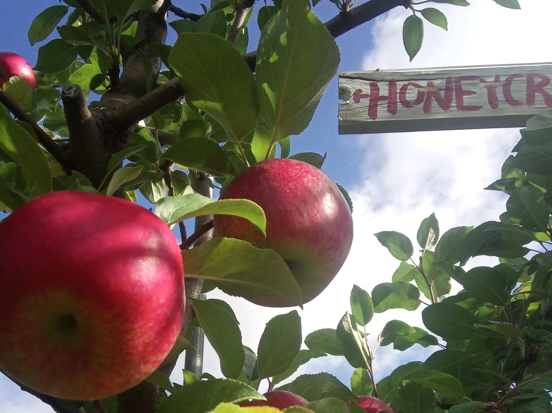 Burtt's Apple Orchard景点图片