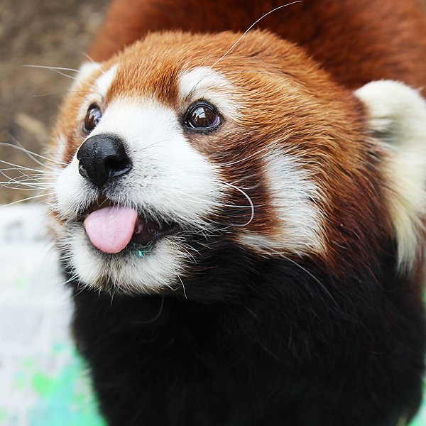 Ross Park Zoo景点图片