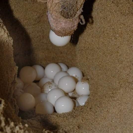 Praia de Chaves-博阿维斯塔必去景点