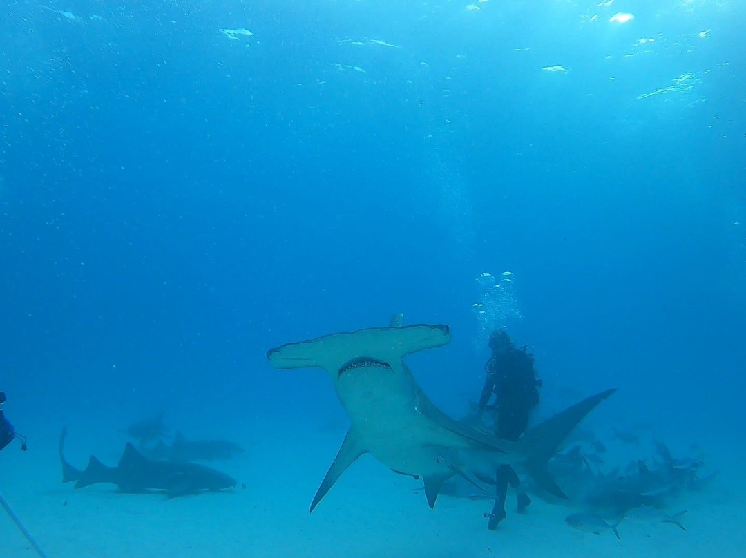 Bimini Undersea景点图片