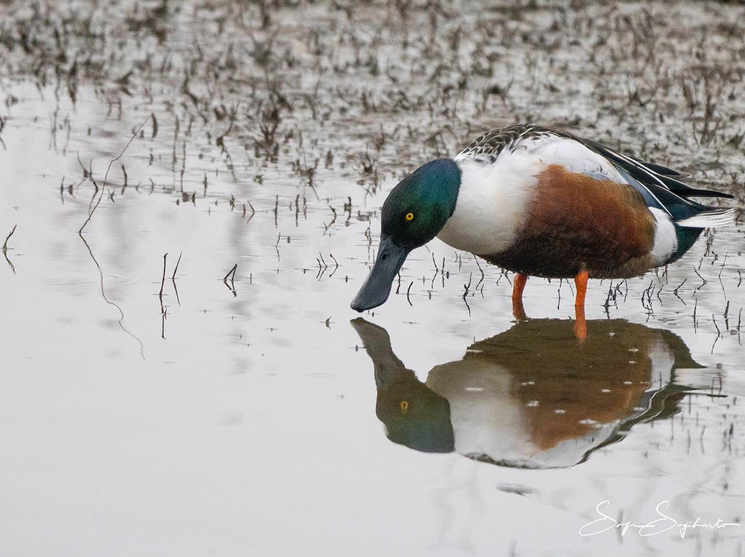 Sacramento National Wildlife Refuge-Willows必去景点