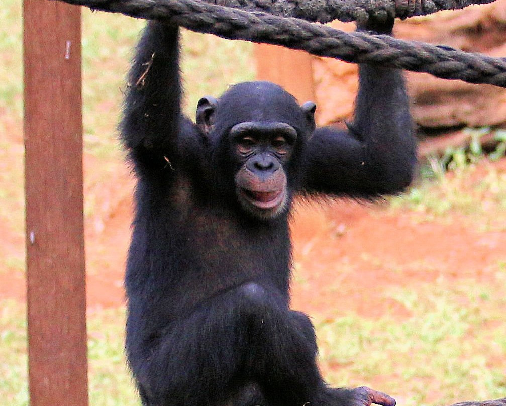 Tacugama Chimpanzee Sanctuary-弗里敦必去景点