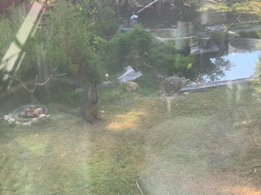 Goldsmith's in the Forest主图