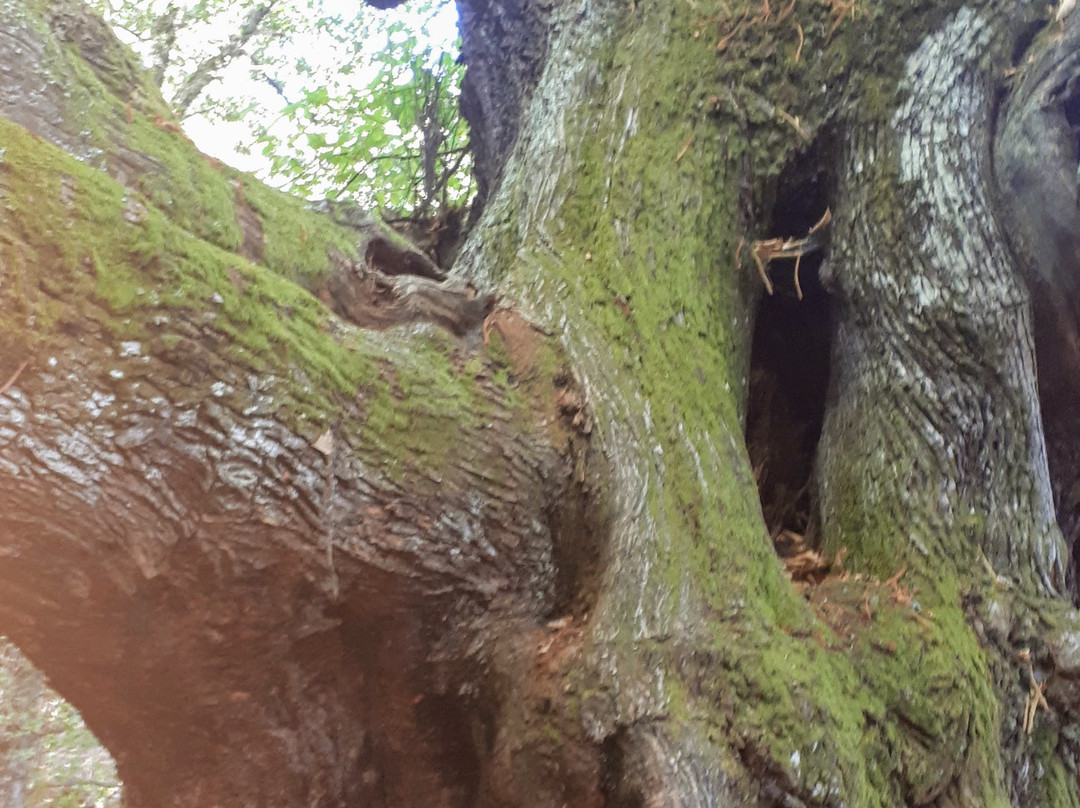 Castanos del Temblar