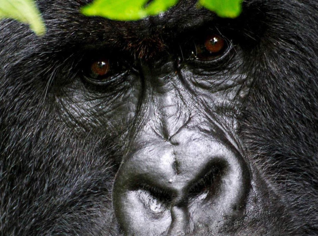 Judith Safaris-吉佳利必去景点