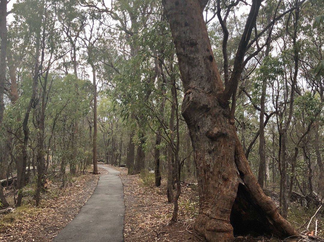 Springwood Conservation Park景点图片