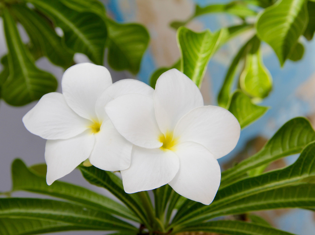 Oasis Guesthouse Bonaire主图