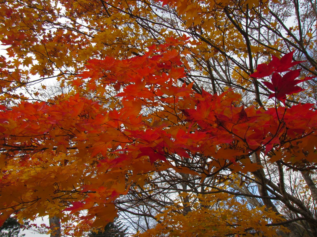 Kamisunagawa Town Suigen Park-上砂川町必去景点