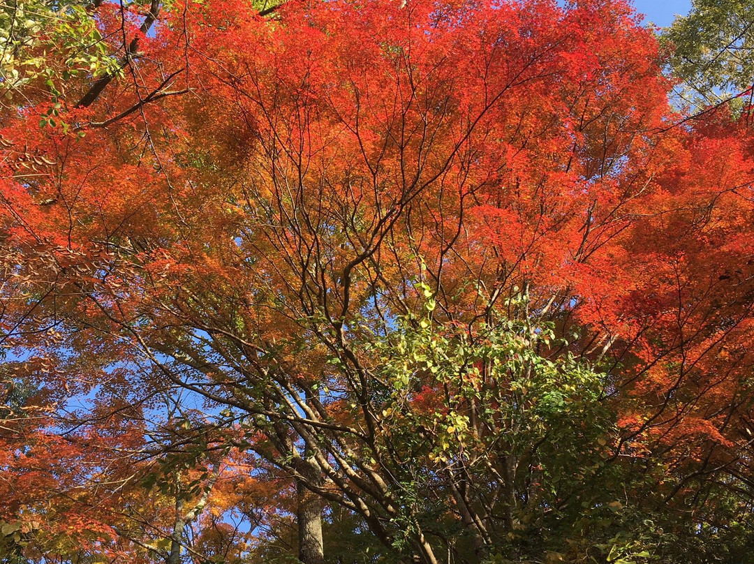 Dokoji Temple-丹波篠山必去景点