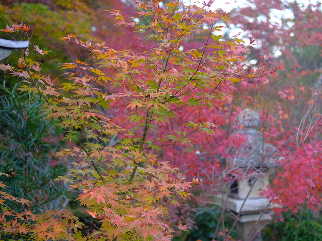 Kuwayama Shrine-龟冈市必去景点