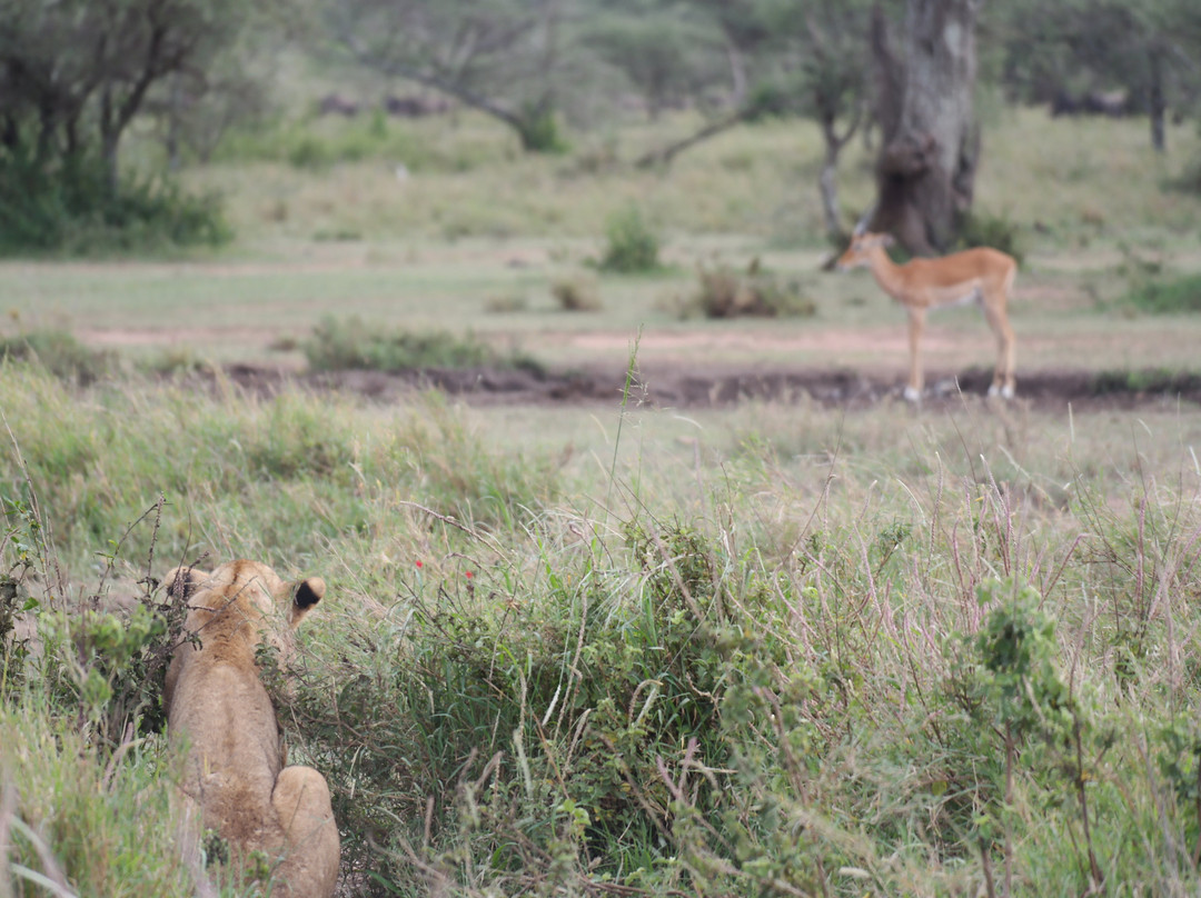 Serengeti Sons Safaris-阿鲁沙必去景点