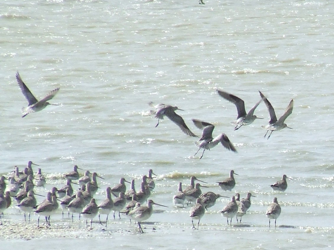 Pūkorokoro Miranda Shorebird Centre-Miranda必去景点