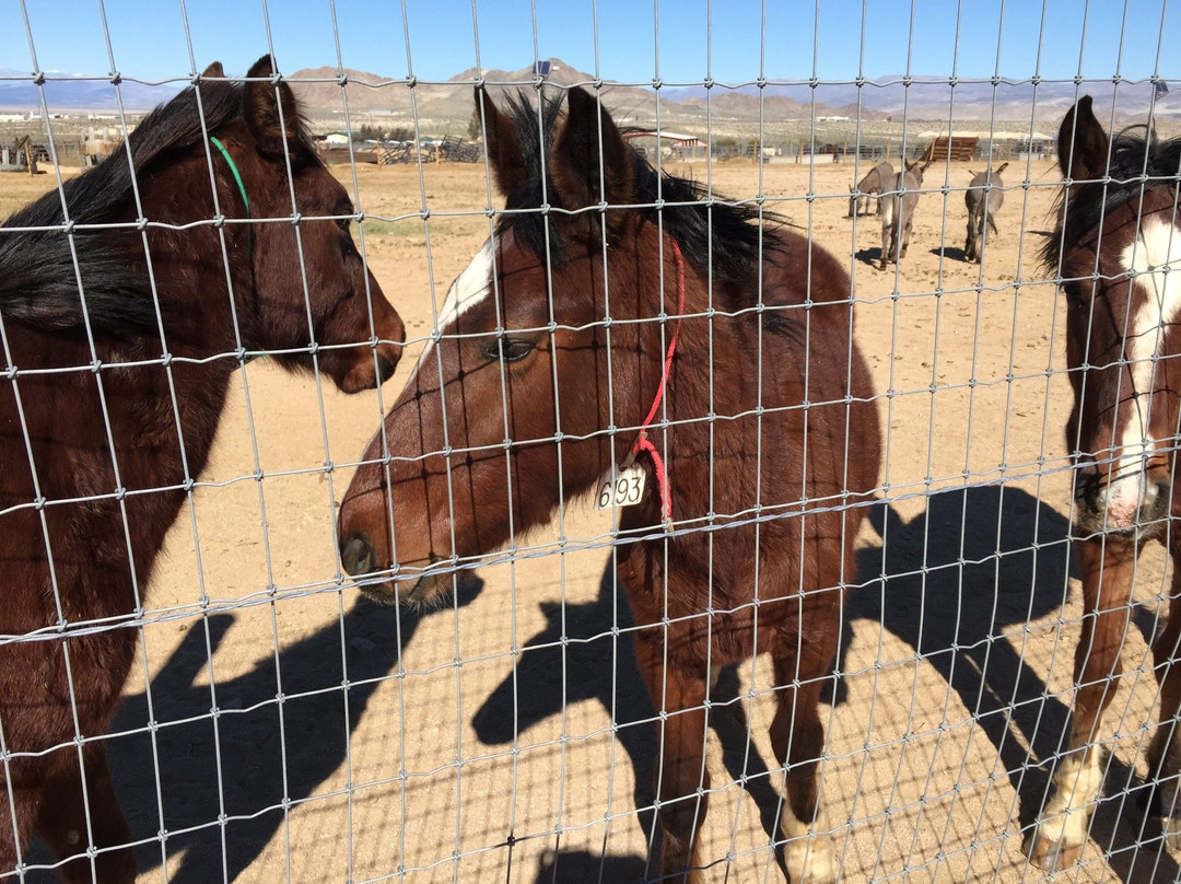 Ridgecrest Regional Wild Horse and Burro Corrals-里奇克莱斯特必去景点
