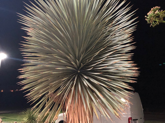 Holiday Inn Express & Suites Alpine Southeast By IHG主图