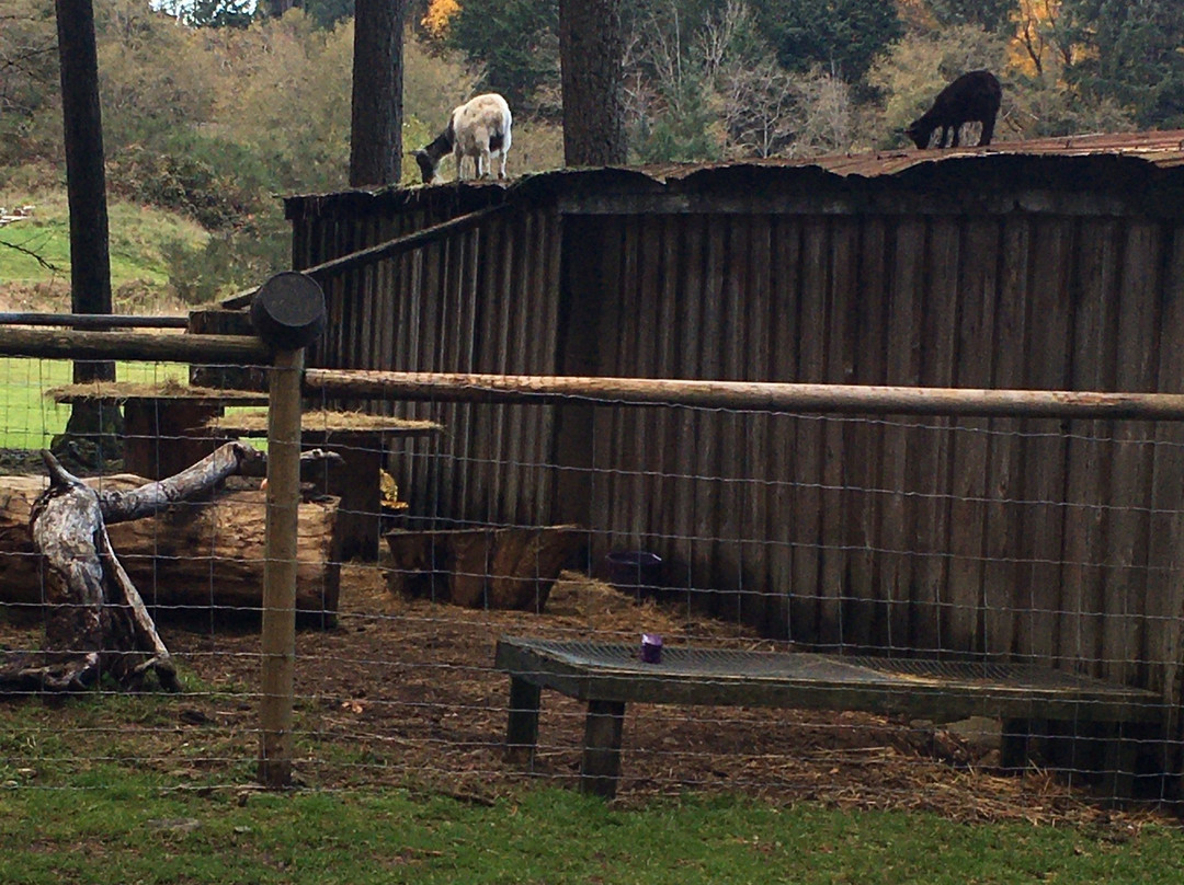 Holly Hill Farm景点图片