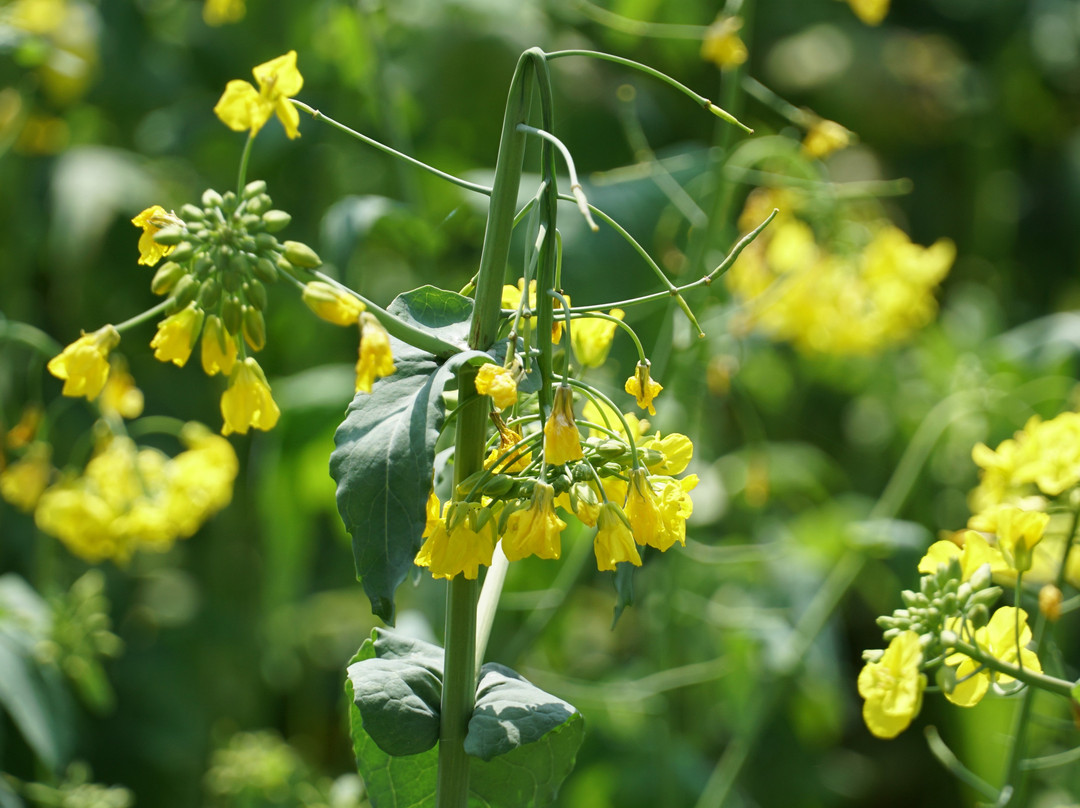 九峰镇花海-乐昌市必去景点