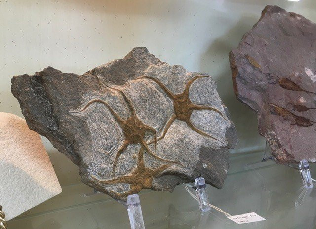 Ute Indian Museum-Montrose必去景点